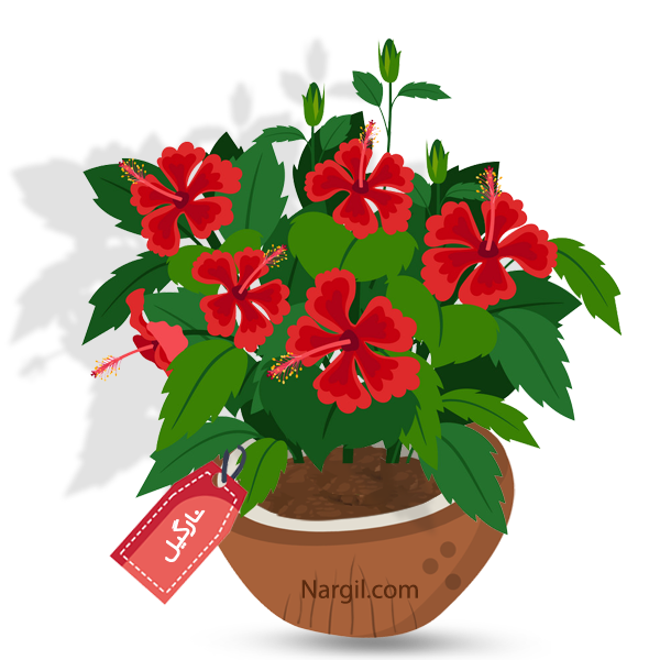 Nargil_Hibiscus rosa-sinensis